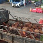 Mencuri Buah Sawit di PT Bio Nusantara, 5 Warga Diamankan